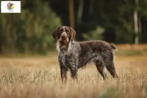 Read more about the article German Wirehair breeders and puppies in Illinois