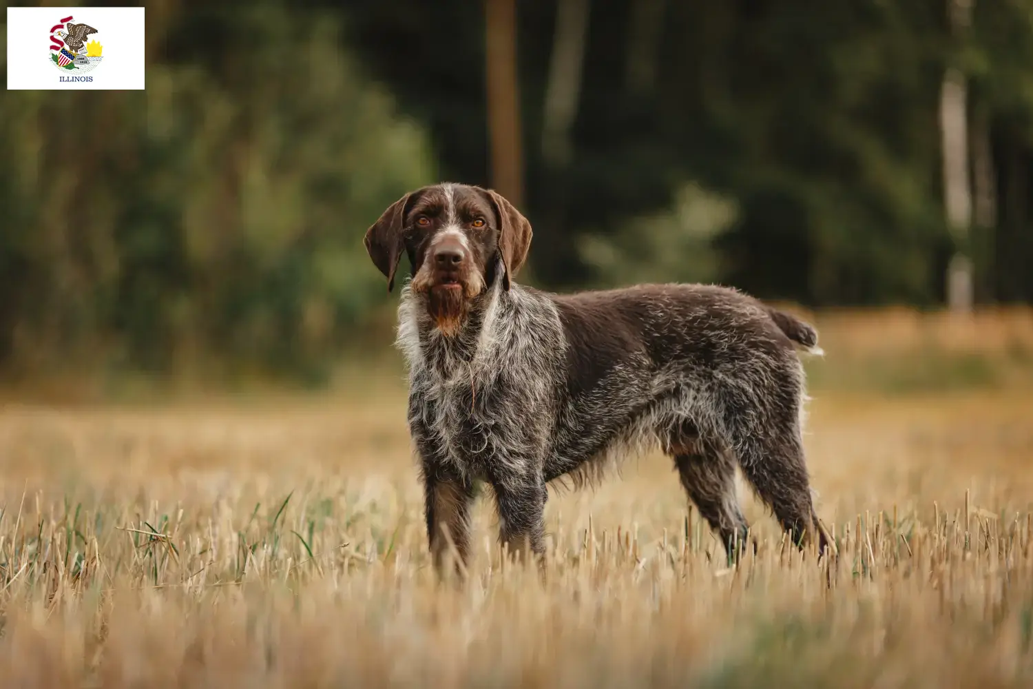 Read more about the article German Wirehair breeders and puppies in Illinois