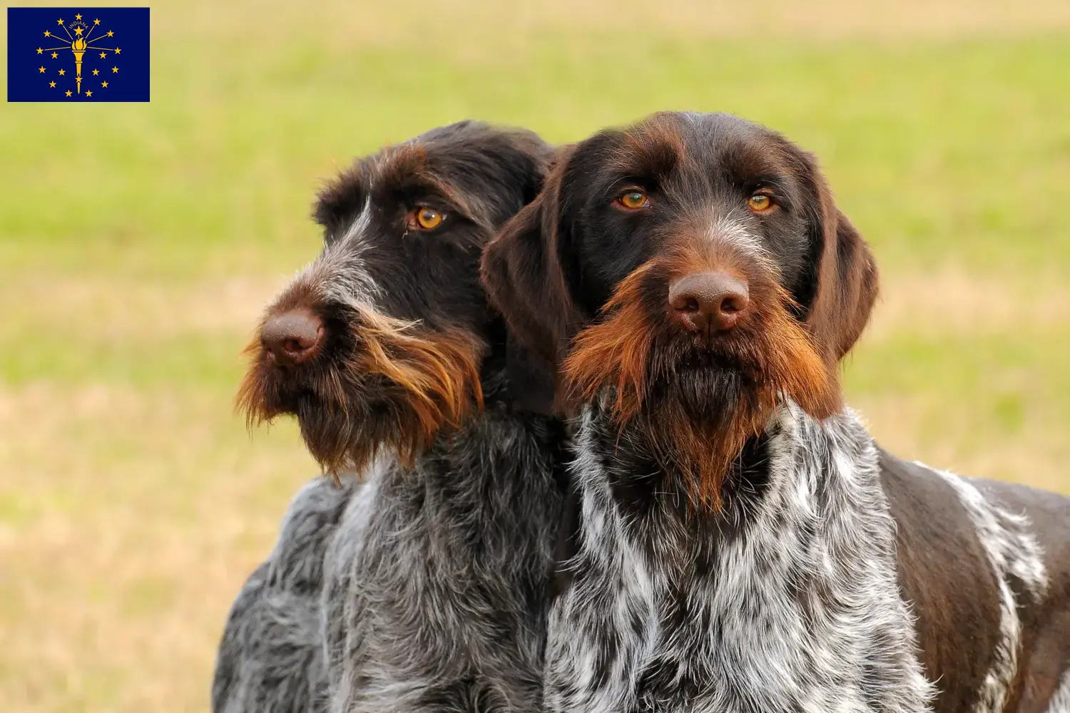 Read more about the article German Wirehair breeders and puppies in Indiana