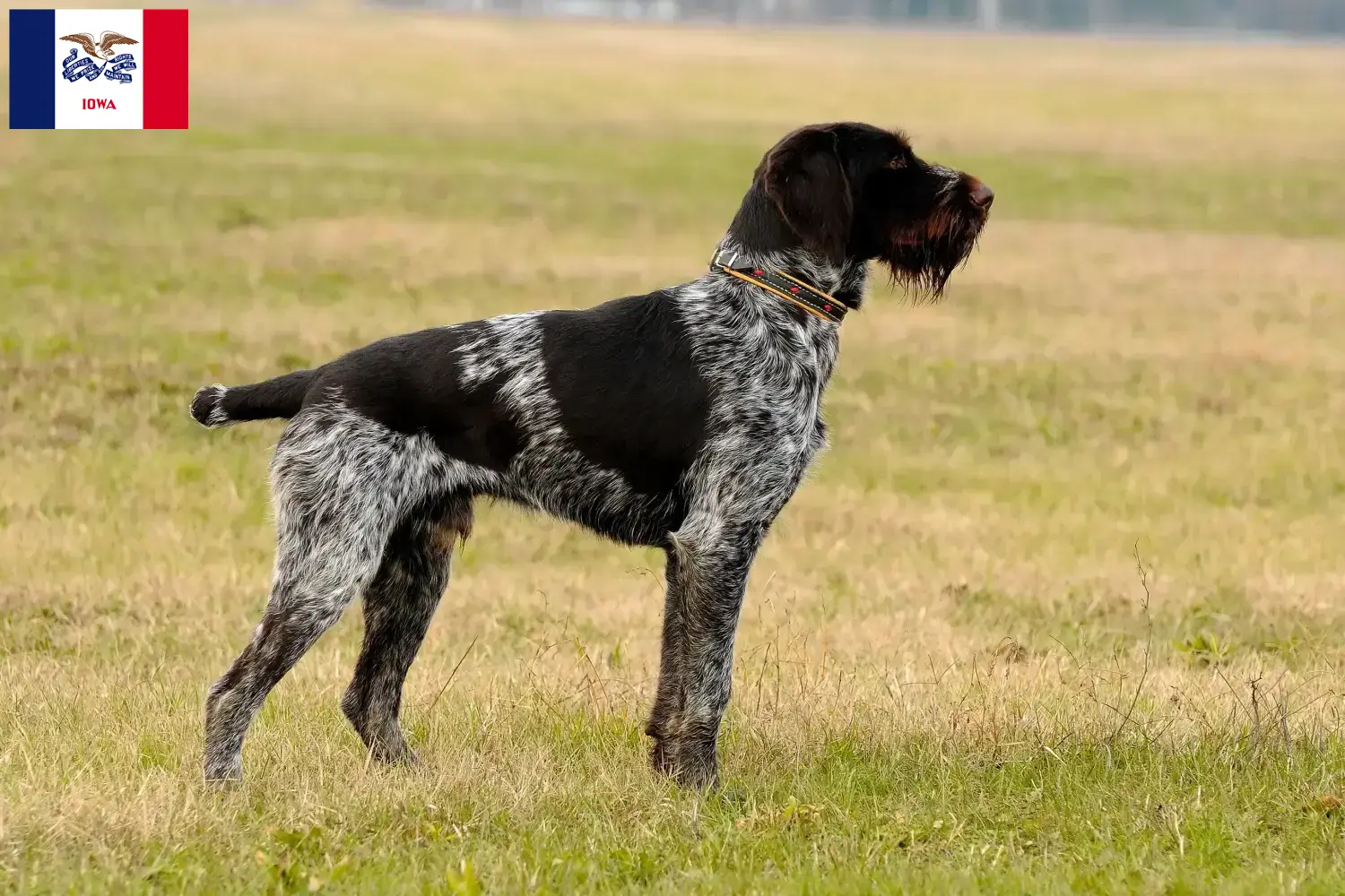 Read more about the article German Wirehair breeders and puppies in Iowa