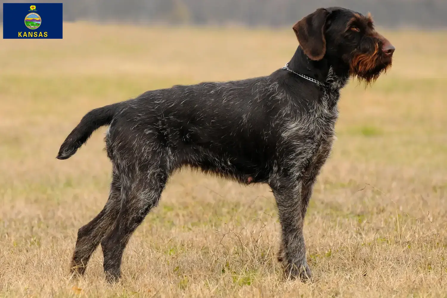 Read more about the article German Wirehair breeders and puppies in Kansas