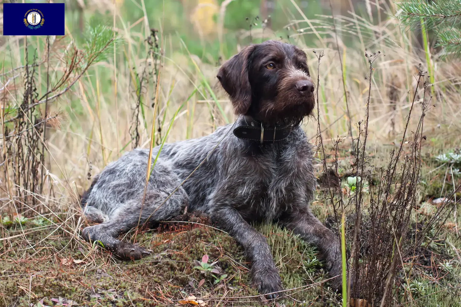 Read more about the article German Wirehair breeders and puppies in Kentucky