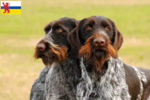 Read more about the article German Wirehair breeders and puppies in Limburg