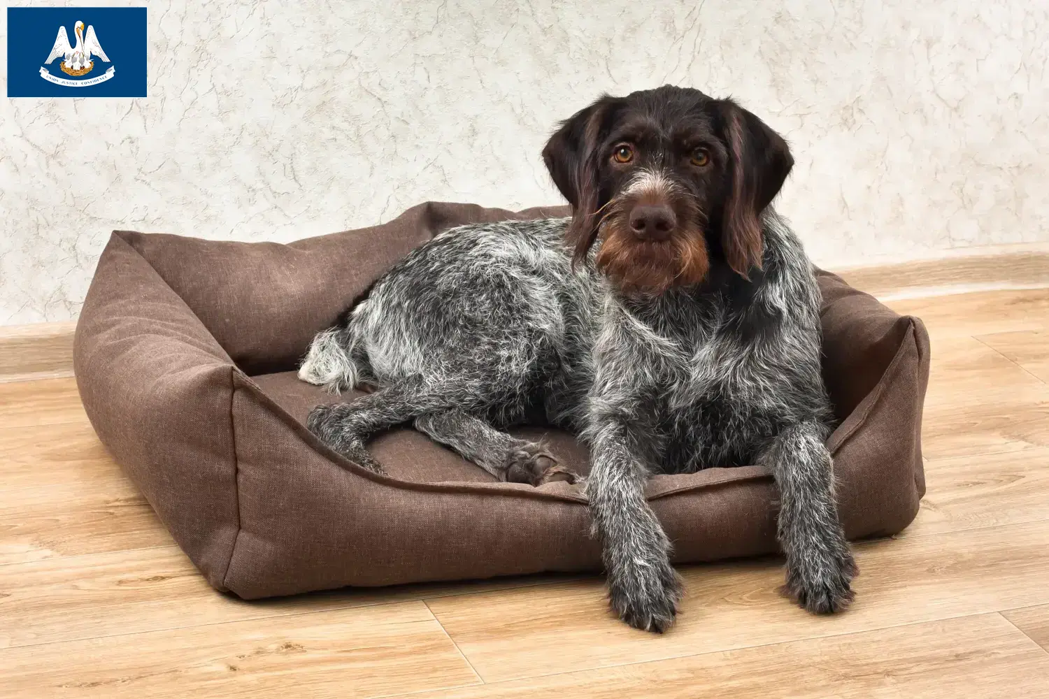 Read more about the article German Wirehair breeders and puppies in Louisiana