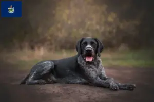 Read more about the article German Wirehair breeders and puppies in Maine