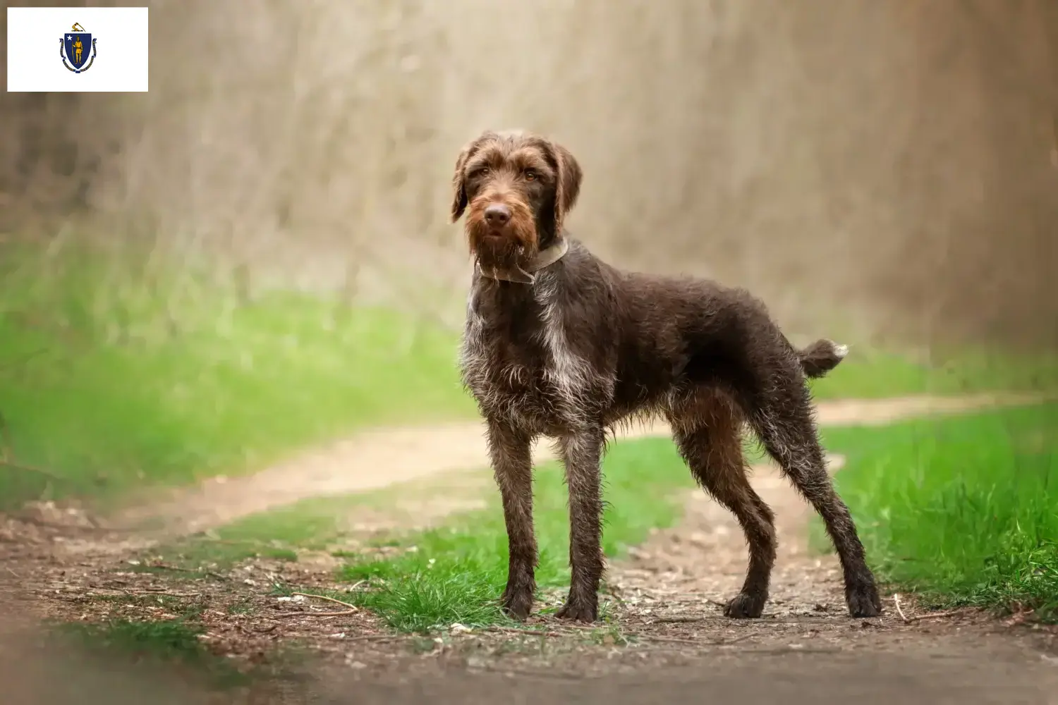 Read more about the article German Wirehair breeders and puppies in Massachusetts