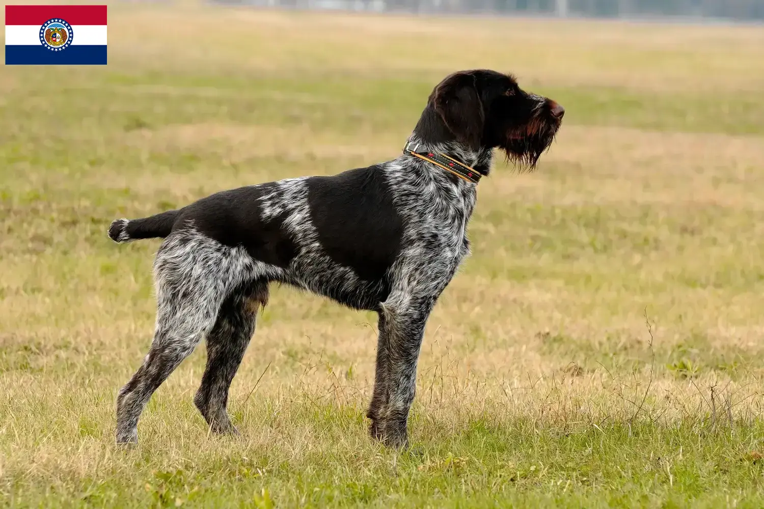 Read more about the article German Wirehair breeders and puppies in Missouri