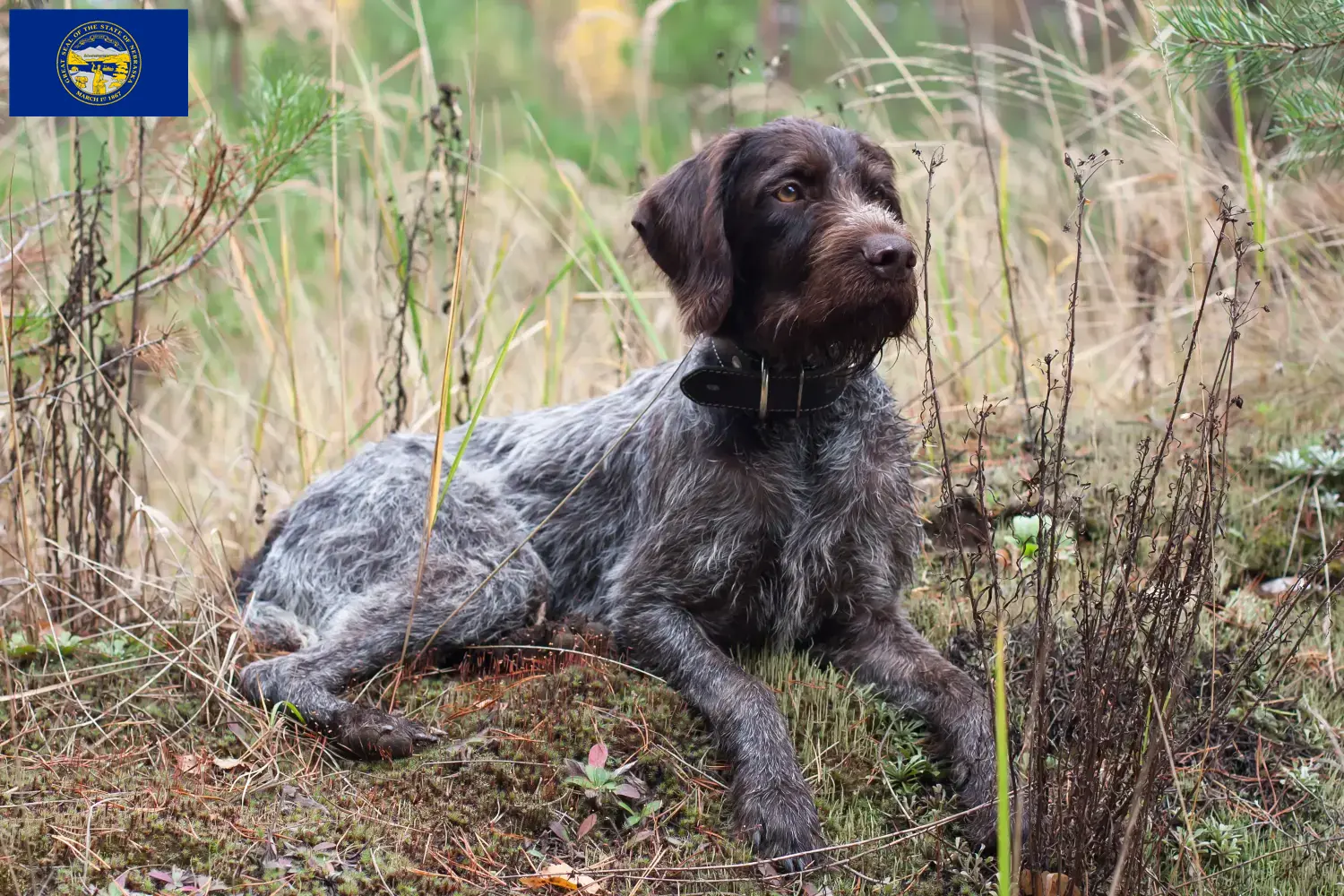 Read more about the article German Wirehair breeders and puppies in Nebraska