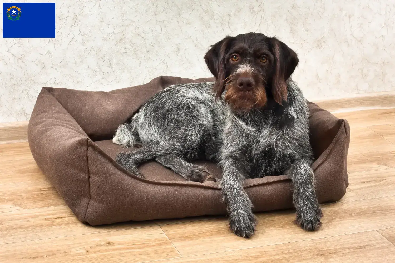 Read more about the article German Wirehair breeders and puppies in Nevada