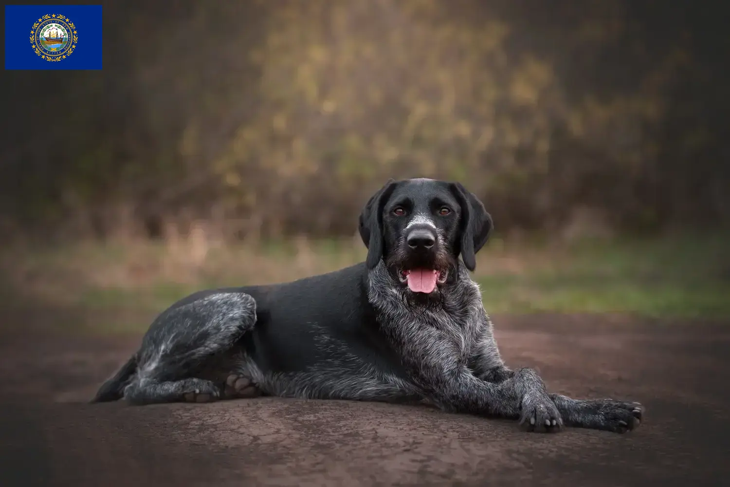 Read more about the article German Wirehair breeders and puppies in New Hampshire