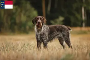 Read more about the article German Wirehair breeders and puppies in North Carolina