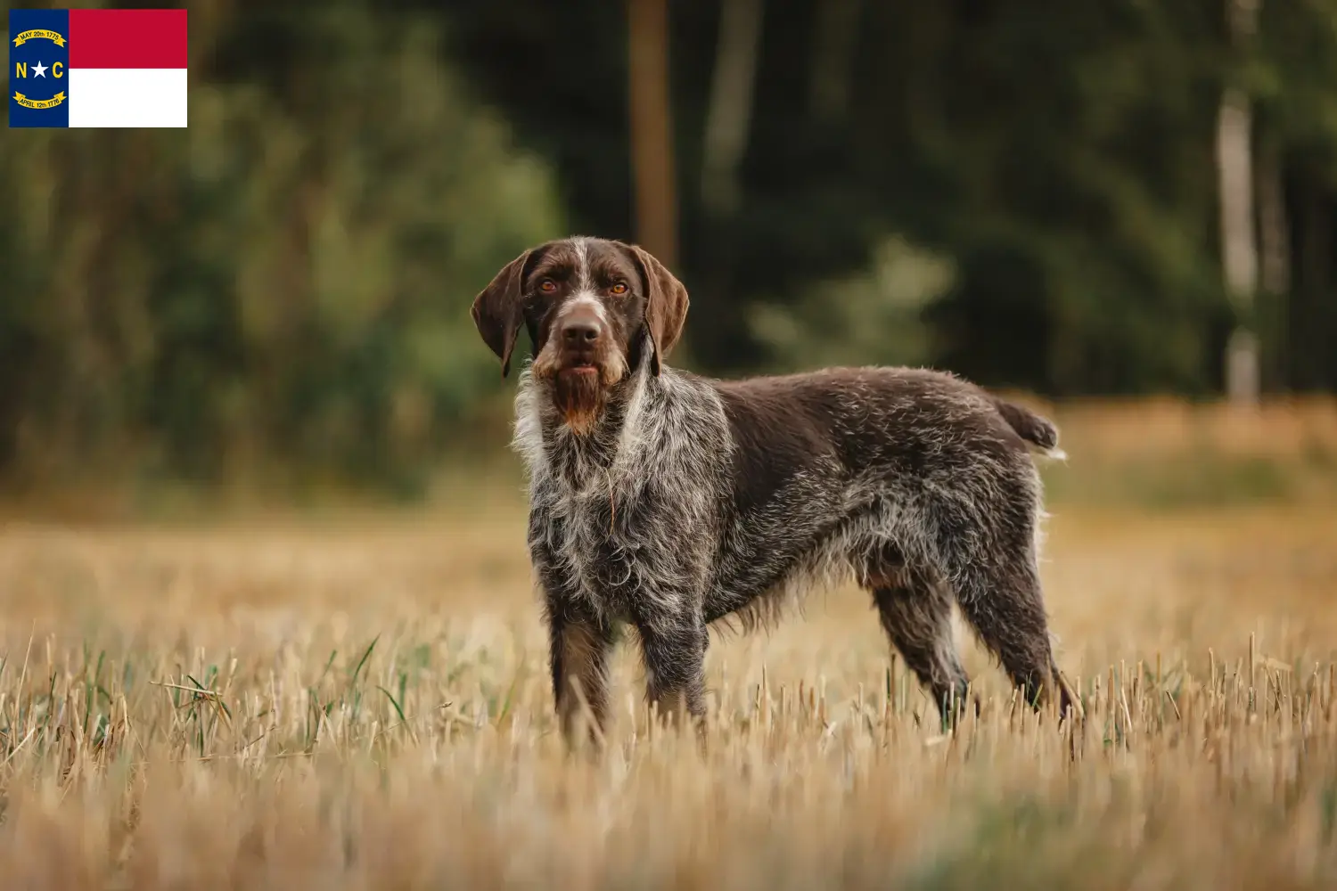 Read more about the article German Wirehair breeders and puppies in North Carolina