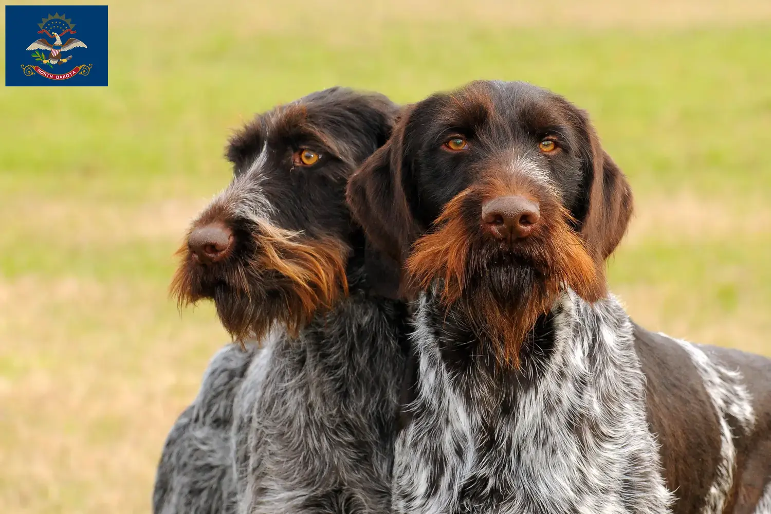 Read more about the article German Wirehair breeders and puppies in North Dakota