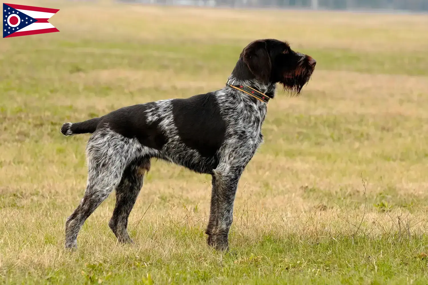 Read more about the article German Wirehair breeders and puppies in Ohio