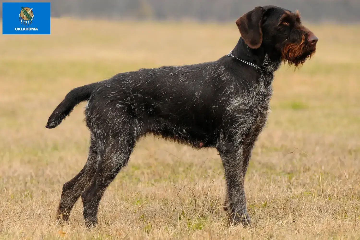 Read more about the article German Wirehair breeders and puppies in Oklahoma