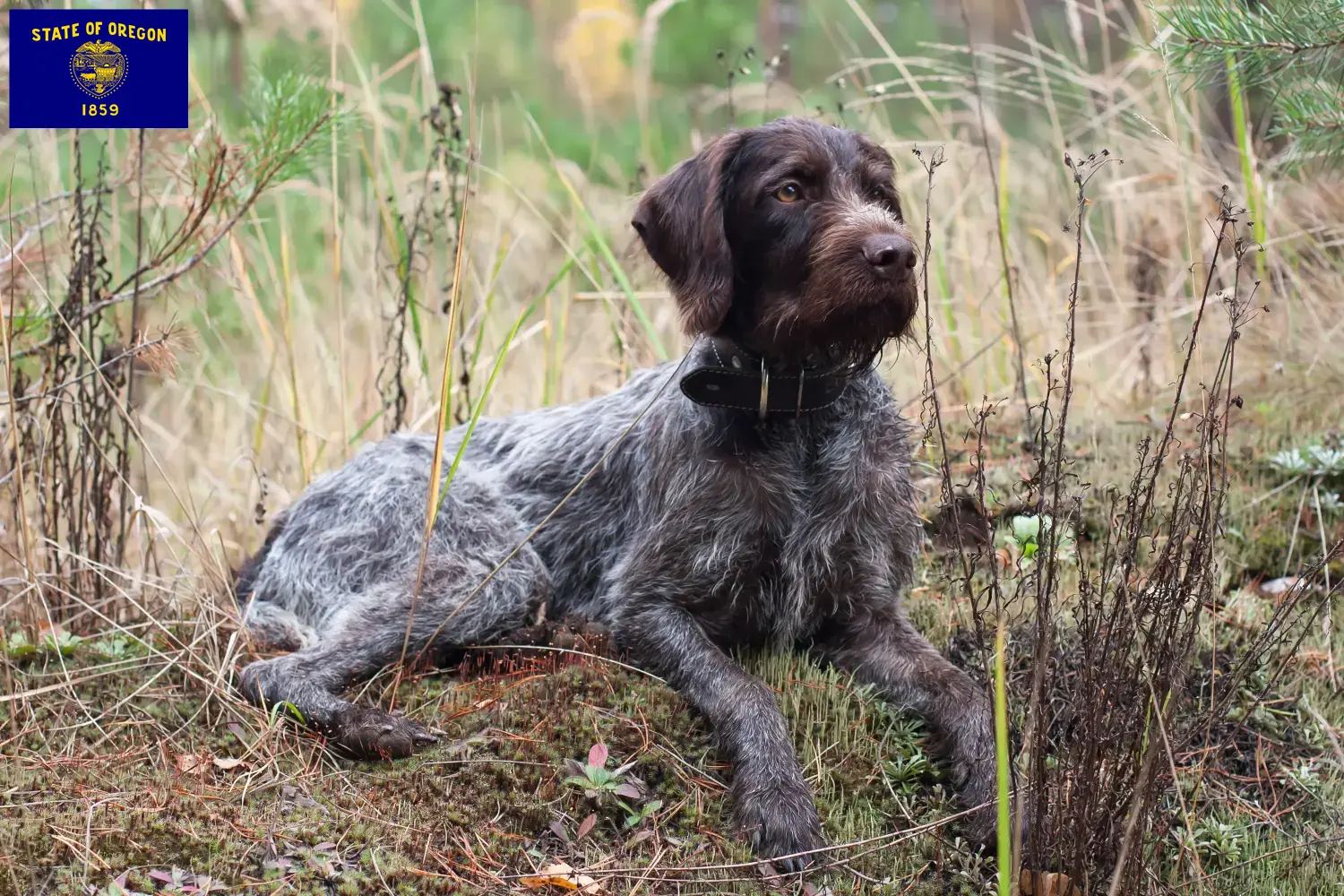 Read more about the article German Wirehair breeders and puppies in Oregon