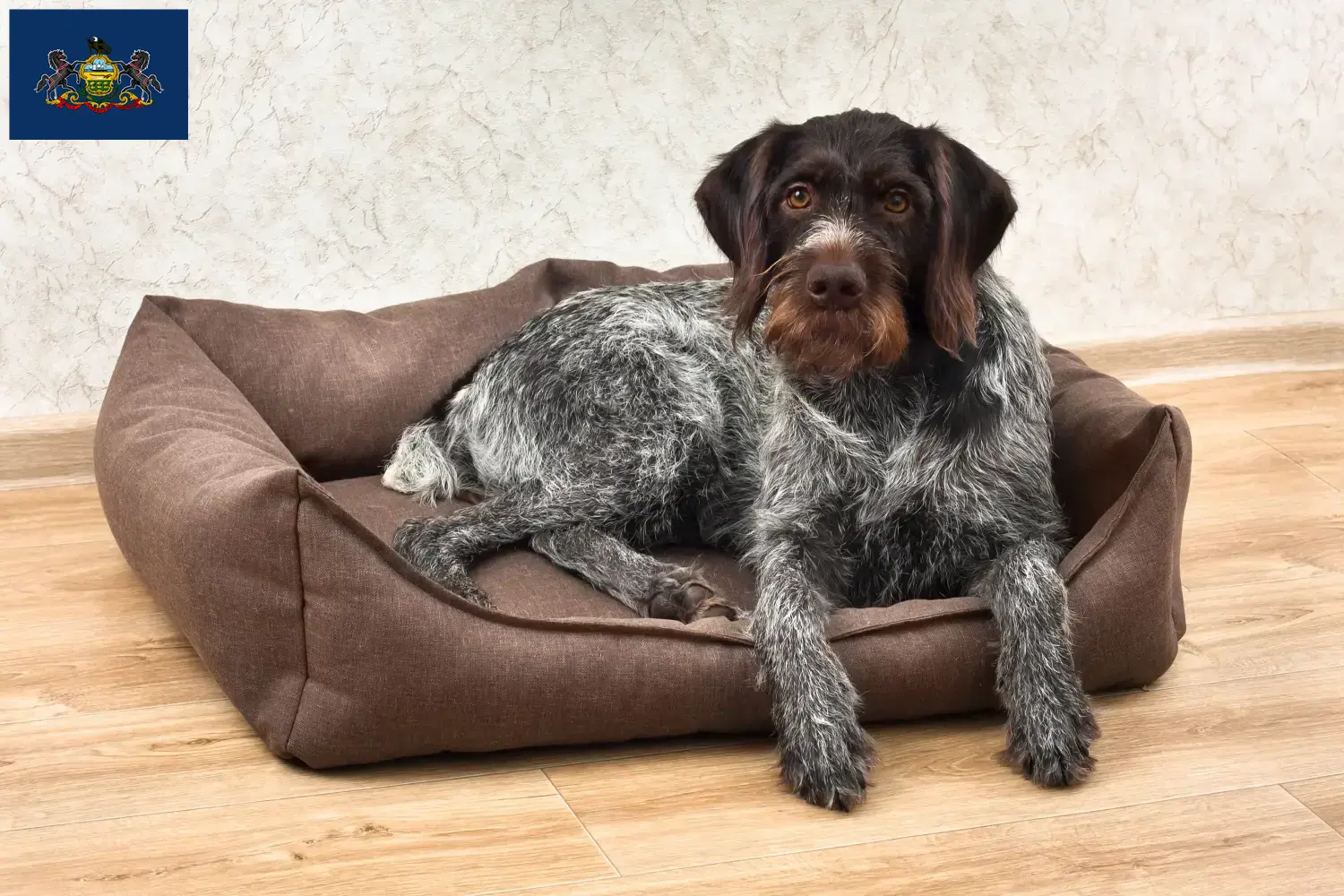 Read more about the article German Wirehair breeders and puppies in Pennsylvania