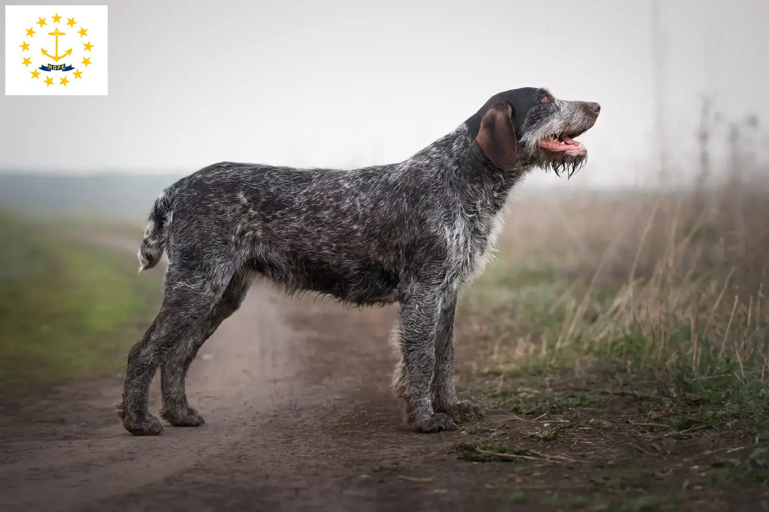 Read more about the article German Wirehair breeders and puppies in Rhode Island