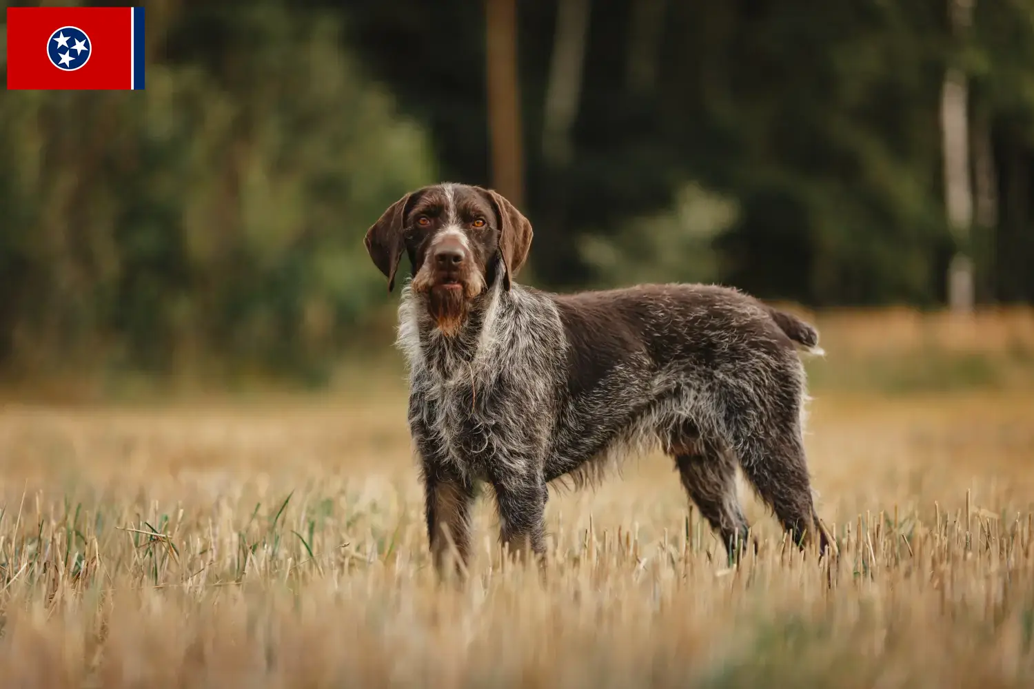 Read more about the article German Wirehair breeders and puppies in Tennessee