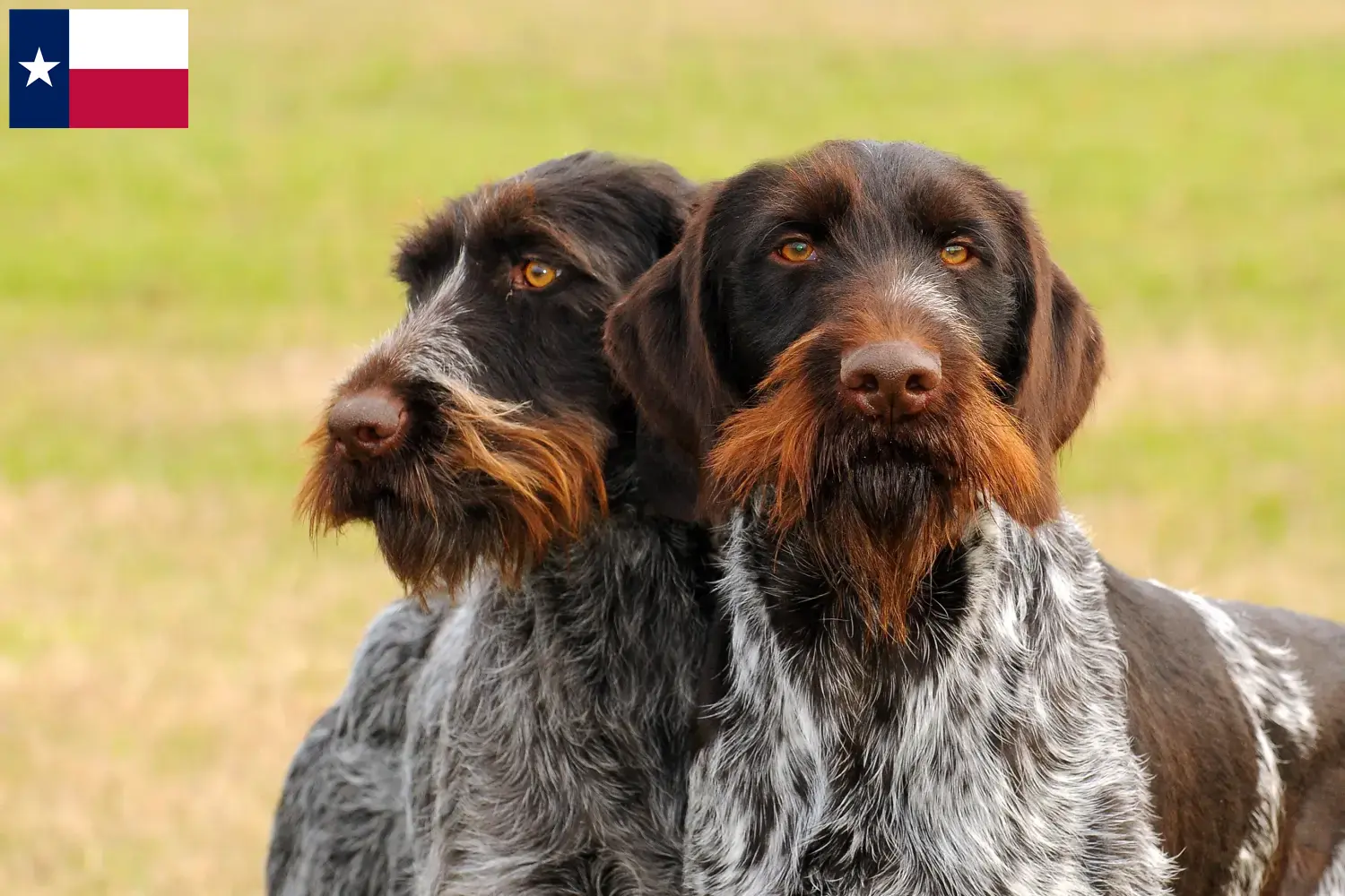 Read more about the article German Wirehair breeders and puppies in Texas