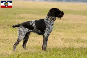 Read more about the article German Wirehair breeders and puppies in Utah