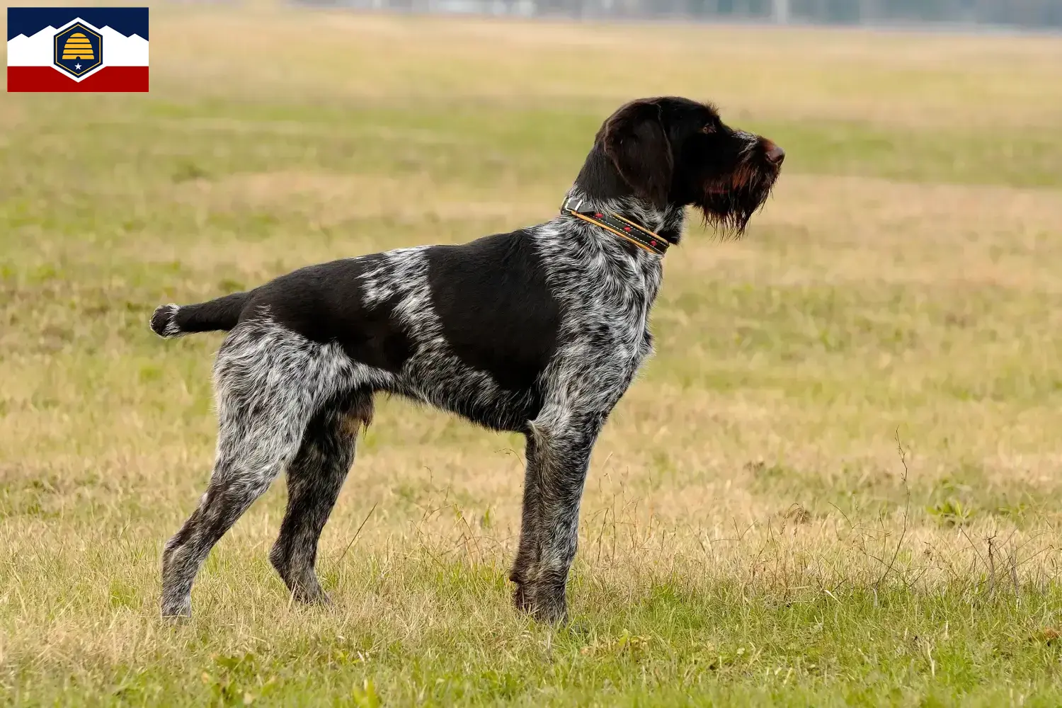 German Wirehaired Puppies and Breeder Utah Find German Wirehaired Pointer breeders in Utah.