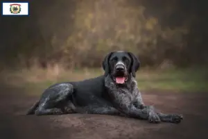Read more about the article German Wirehair breeders and puppies in West Virginia