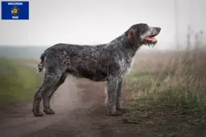 Read more about the article German Wirehair breeders and puppies in Wisconsin