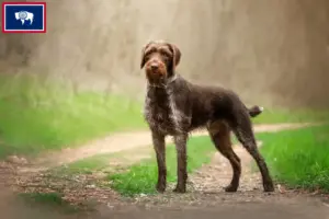 Read more about the article German Wirehair breeders and puppies in Wyoming