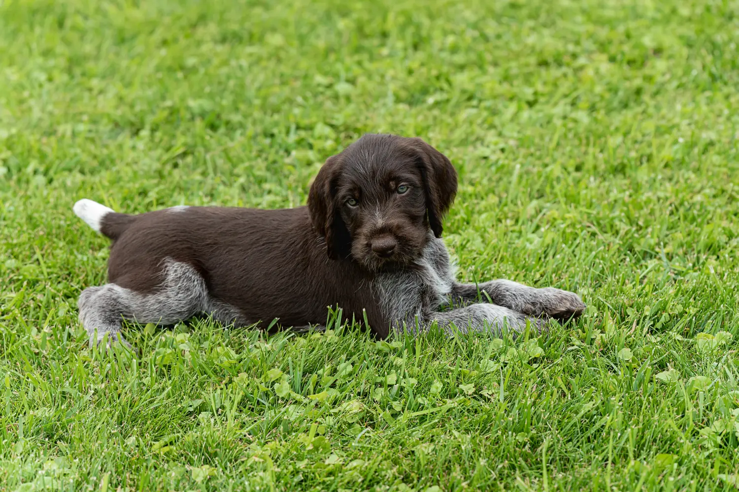 Buying a German Wirehaired puppy means taking responsibility! Buy German Wirehaired puppies.