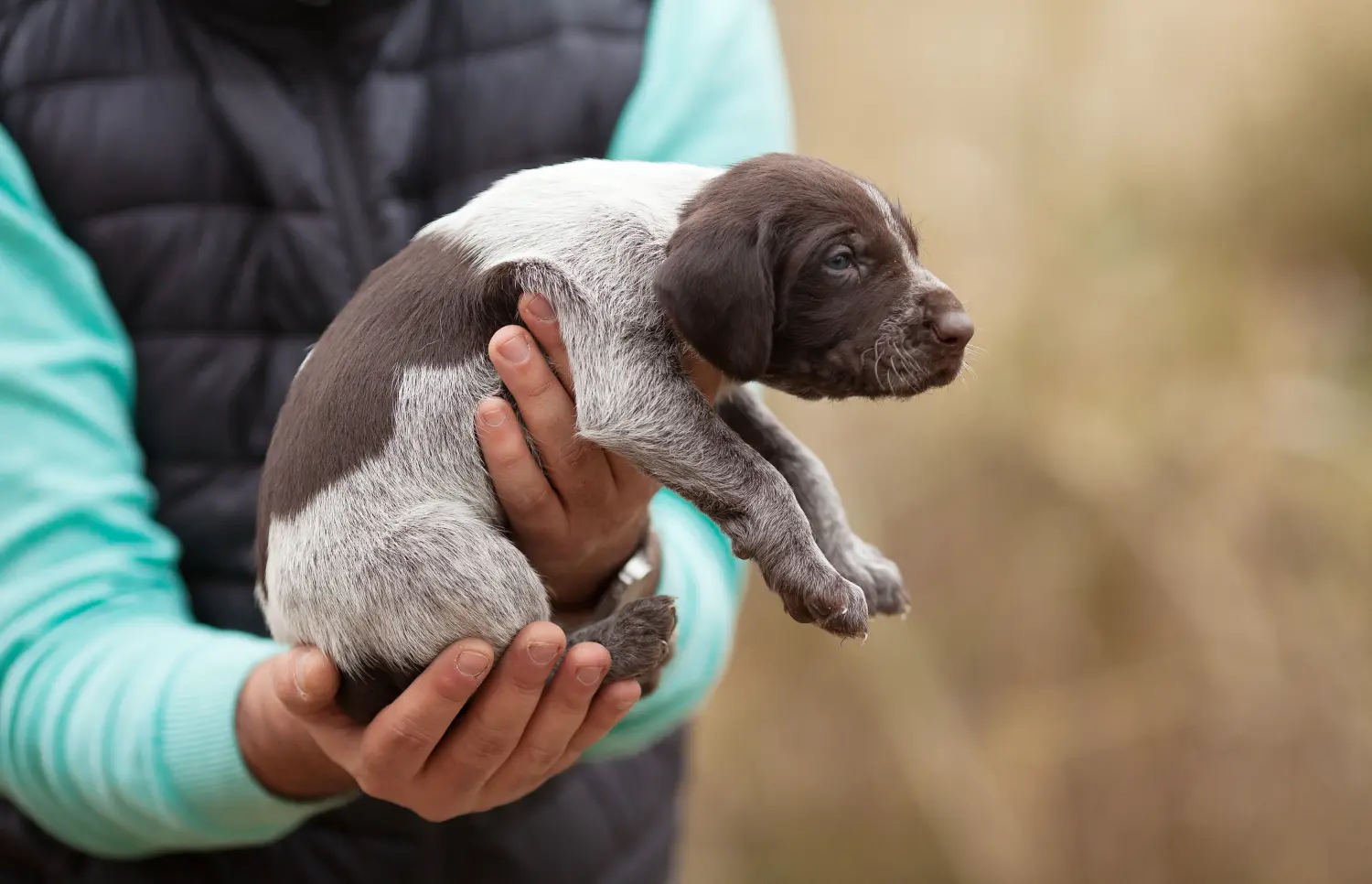 Buying a German Wirehaired puppy means taking responsibility! Buy German Wirehaired puppies.