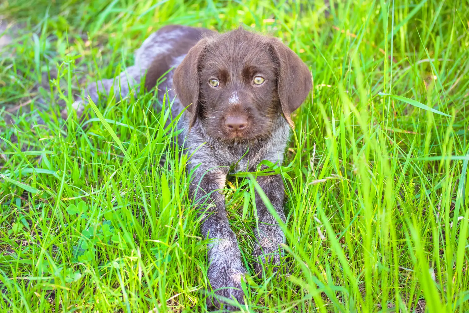 Buying a German Wirehaired puppy means taking responsibility! Buy German Wirehaired puppies.