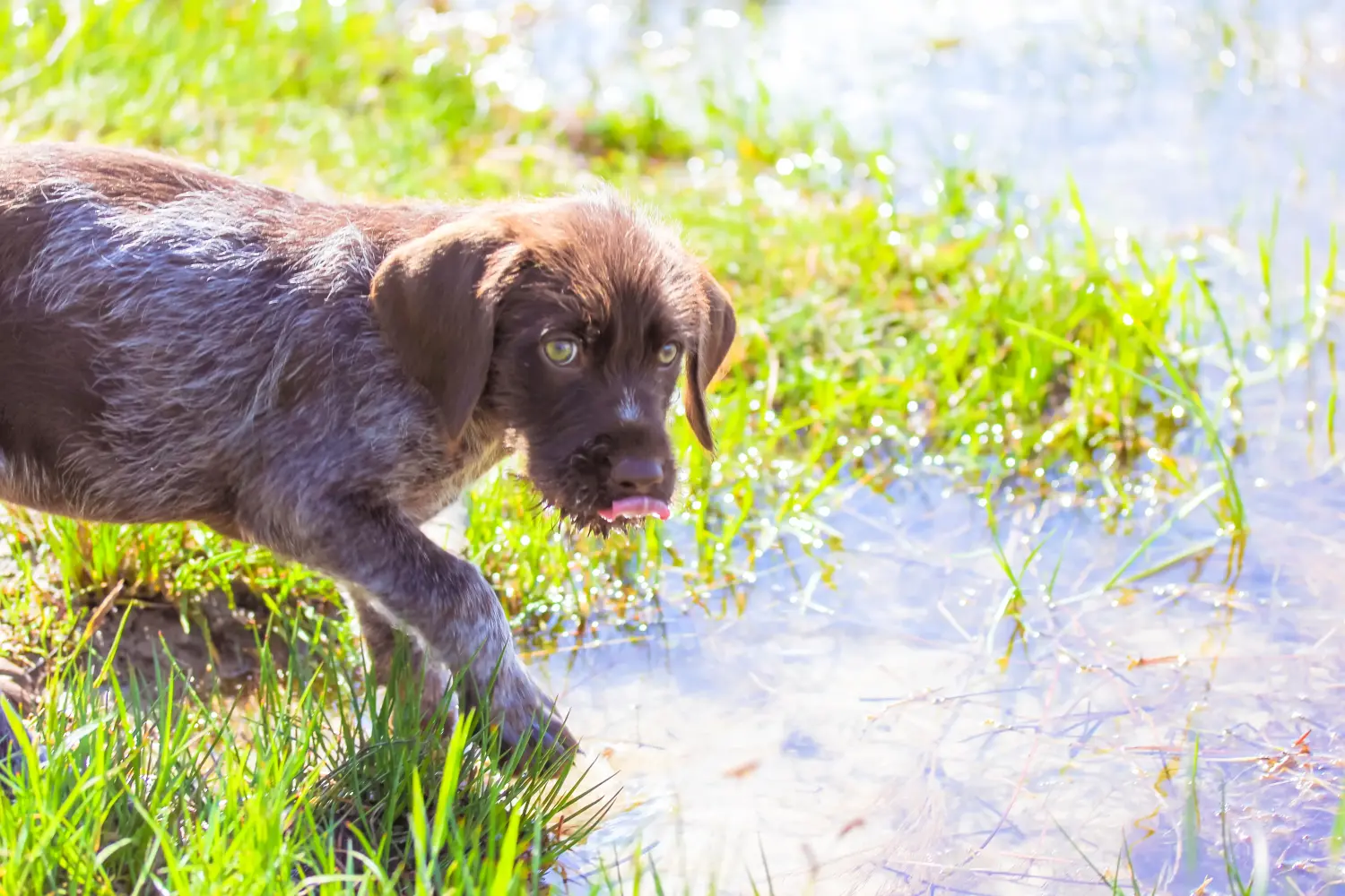 Buying a German Wirehaired puppy means taking responsibility! Buy German Wirehaired puppies.