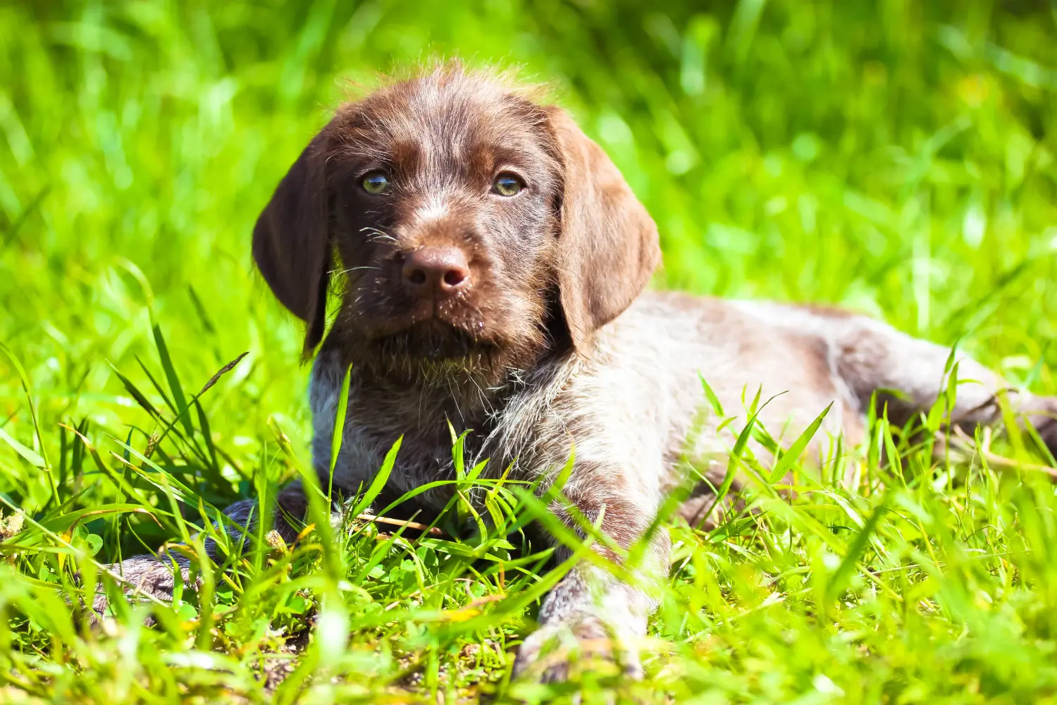 Buying a German Wirehaired puppy means taking responsibility! Buy German Wirehaired puppies.