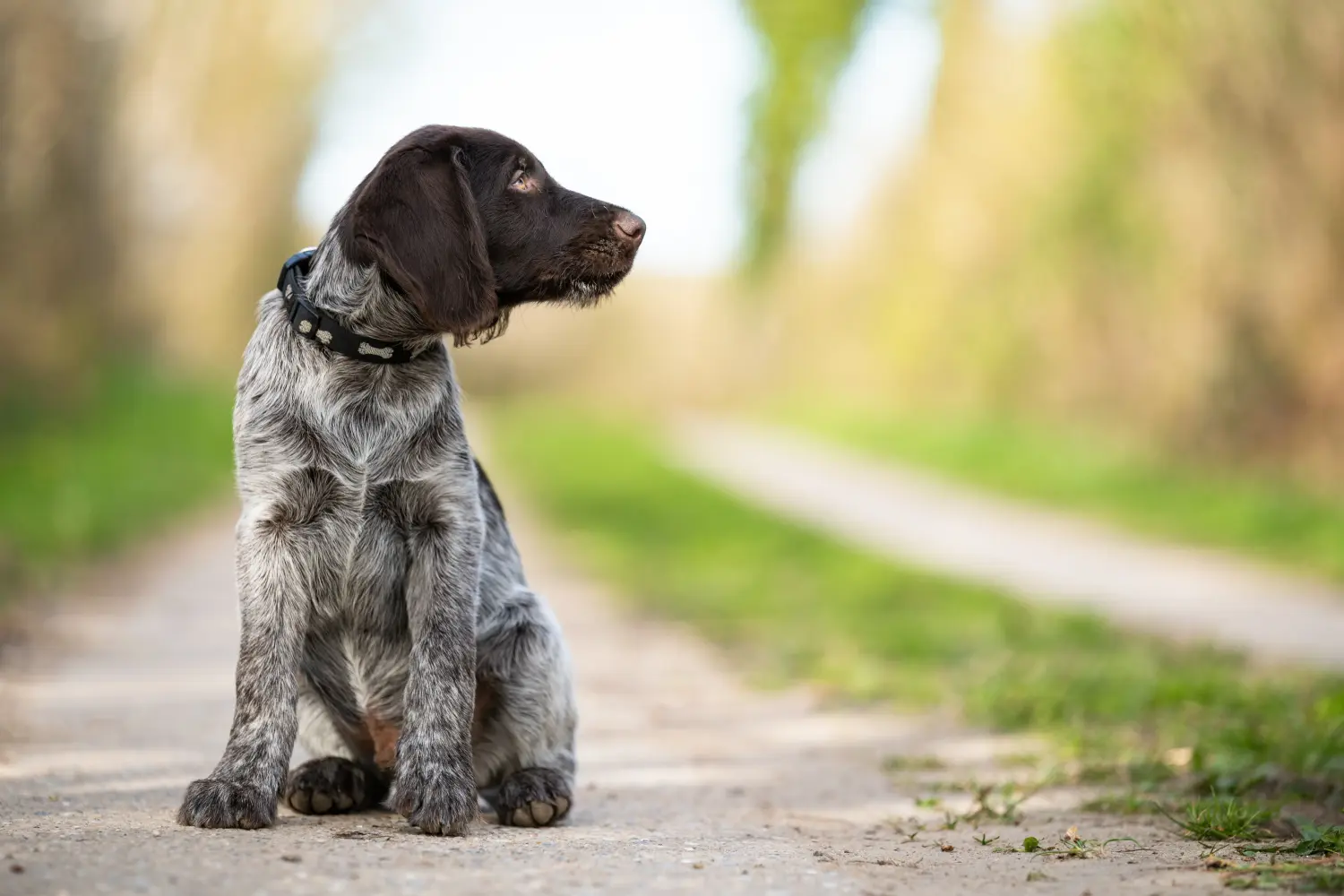 Buying a German Wirehaired puppy means taking responsibility! Buy German Wirehaired puppies.