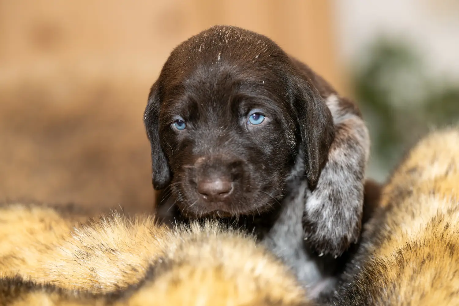 Buying a German Wirehaired puppy means taking responsibility! Buy German Wirehaired puppies.