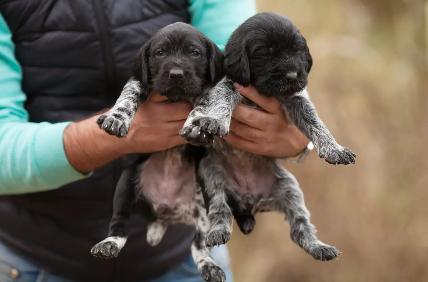 Buying a German Wirehaired puppy means taking responsibility! Buy German Wirehaired puppies.