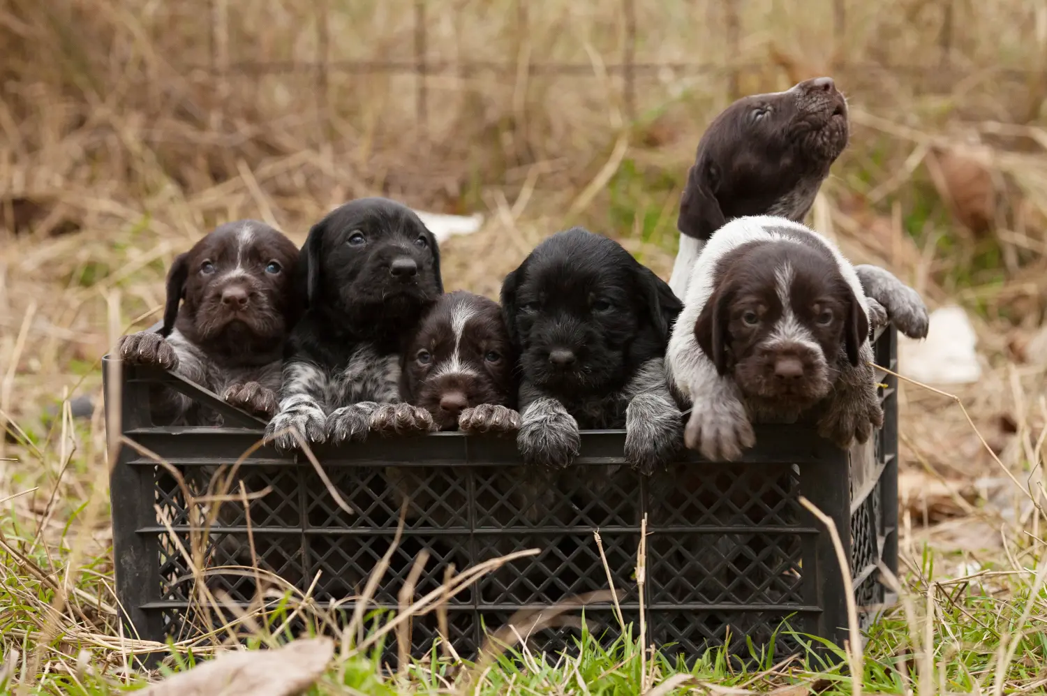 Buying a German Wirehaired puppy means taking responsibility! Buy German Wirehaired puppies.