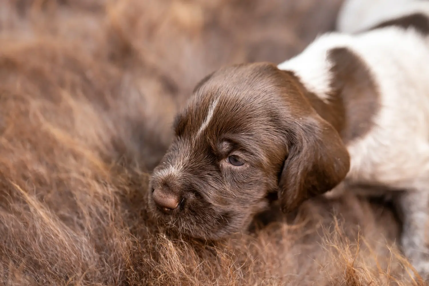 Buying a German Wirehaired puppy means taking responsibility! Buy German Wirehaired puppies.