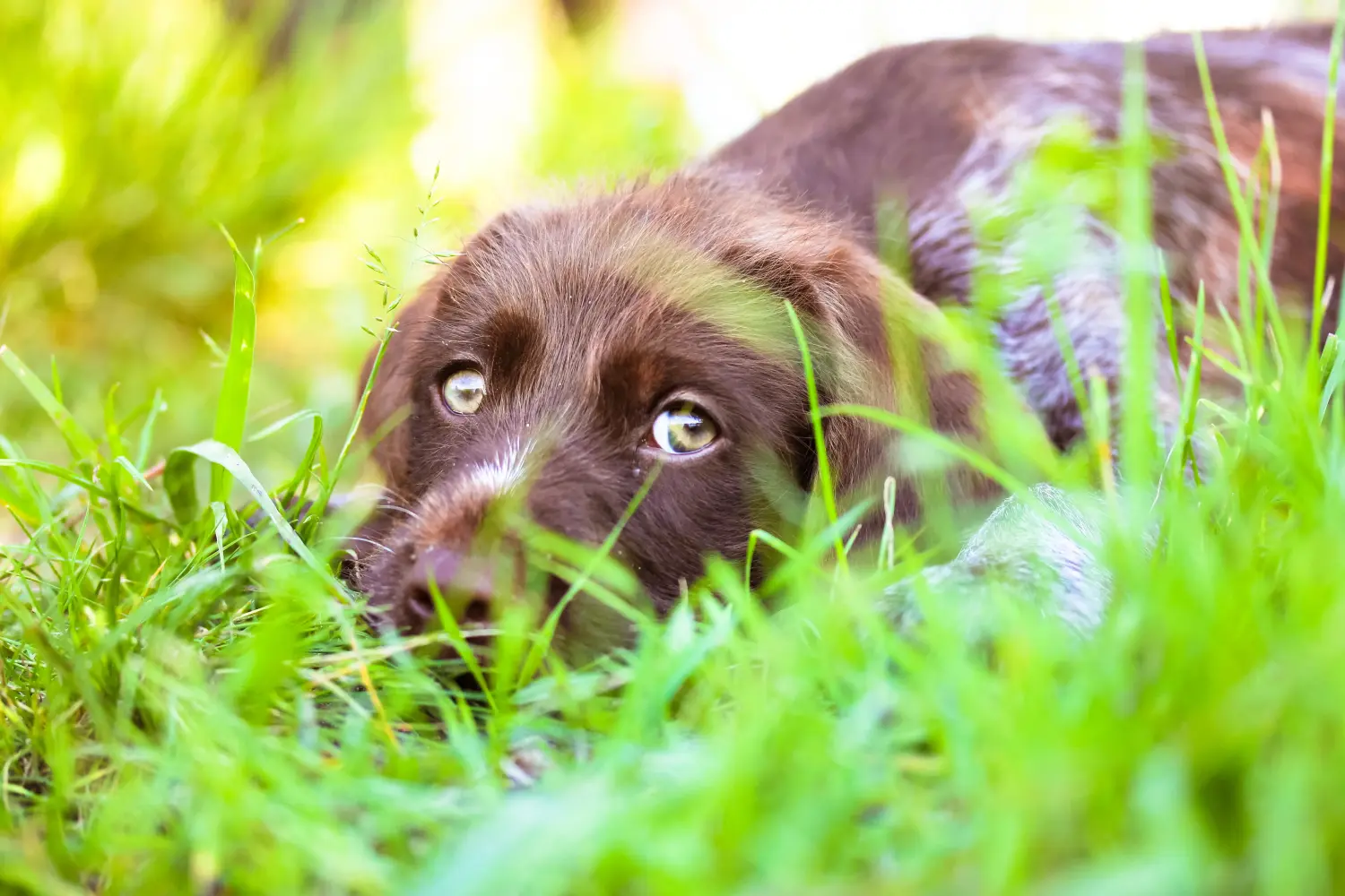 Buying a German Wirehaired puppy means taking responsibility! Buy German Wirehaired puppies.