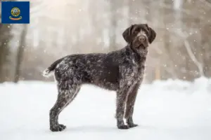 Read more about the article German Wirehair breeders and puppies in Idaho