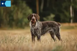 Read more about the article German Wirehair breeders and puppies in Minnesota