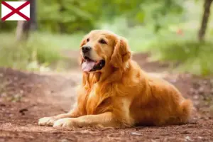 Read more about the article Golden Retriever breeders and puppies in Alabama