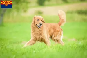 Read more about the article Golden Retriever breeders and puppies in Arizona