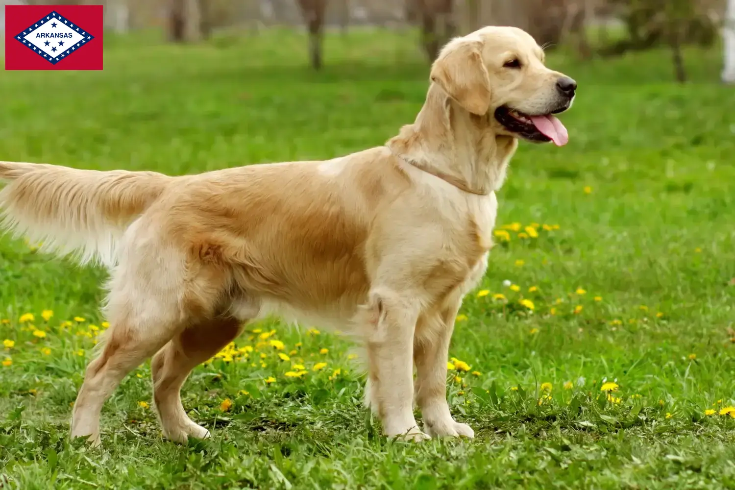 Golden Retriever puppies and breeders Arkansas Find Golden Retriever breeders in Arkansas.