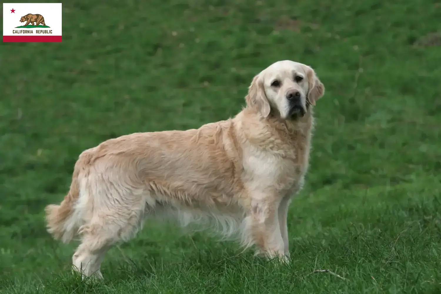 Golden Retriever puppies and breeder California Find Golden Retriever breeders in California.
