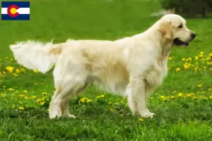 Read more about the article Golden Retriever breeders and puppies in Colorado