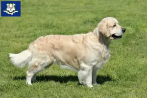 Read more about the article Golden Retriever breeders and puppies in Connecticut