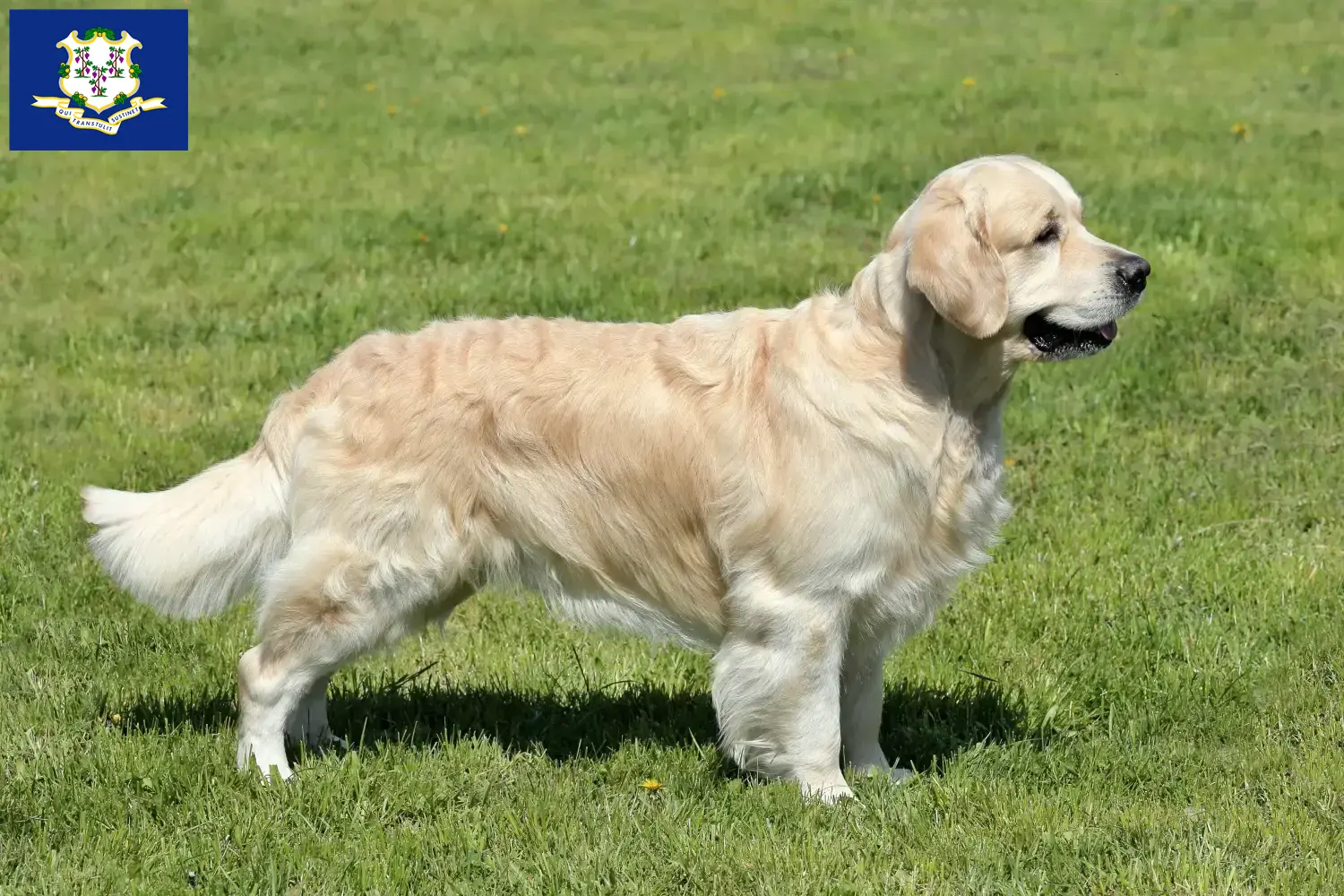 Golden Retriever puppies and breeders Connecticut Find Golden Retriever breeders in Connecticut.