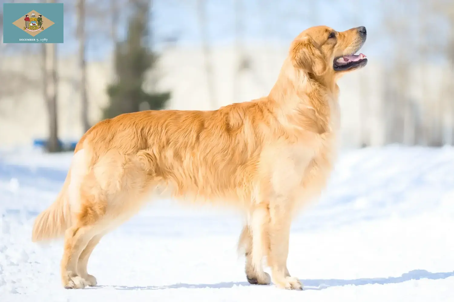 Golden Retriever puppies and breeders Delaware Find Golden Retriever breeders in Delaware.